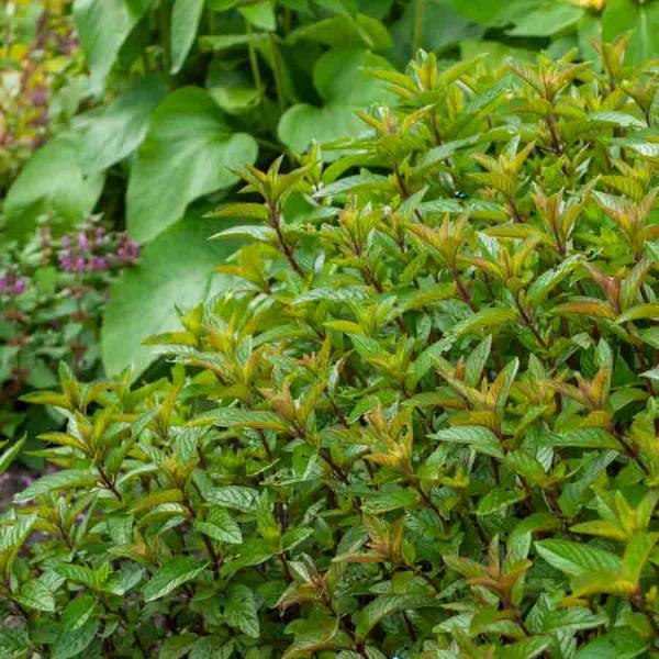 Aromatiques - Menthe Poivrée - BIO - face recto